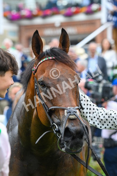 230823-Race 1-Equilateral-0285 - Race 1 1.50pm Sky Bet And Symphony Group Handicap