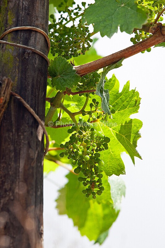  - Vineyards & Vines / Weinberge & Reben