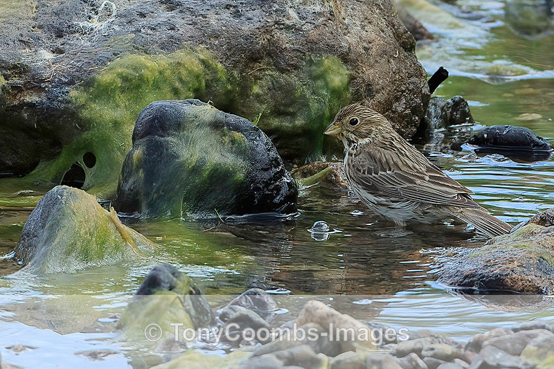 Corn Bunting  1604-10323 - Lesvos ~ Other Birds