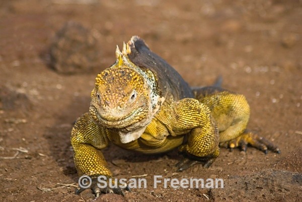 Land Iguana - Other Animals