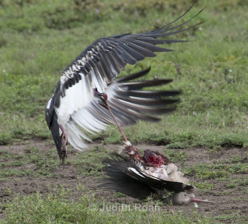 White-headed Vulture with Marabou Stork Kill - Tanzania Birds and Mammals