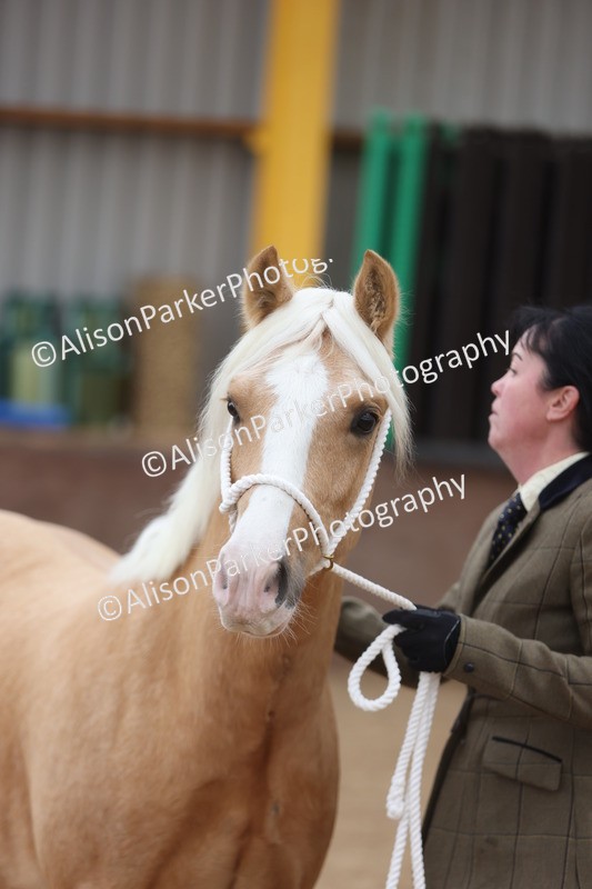 20251109-0854 - Class 25 - Yearling, Colt, Filly or Gelding
