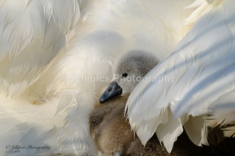  - Wildlife and Nature