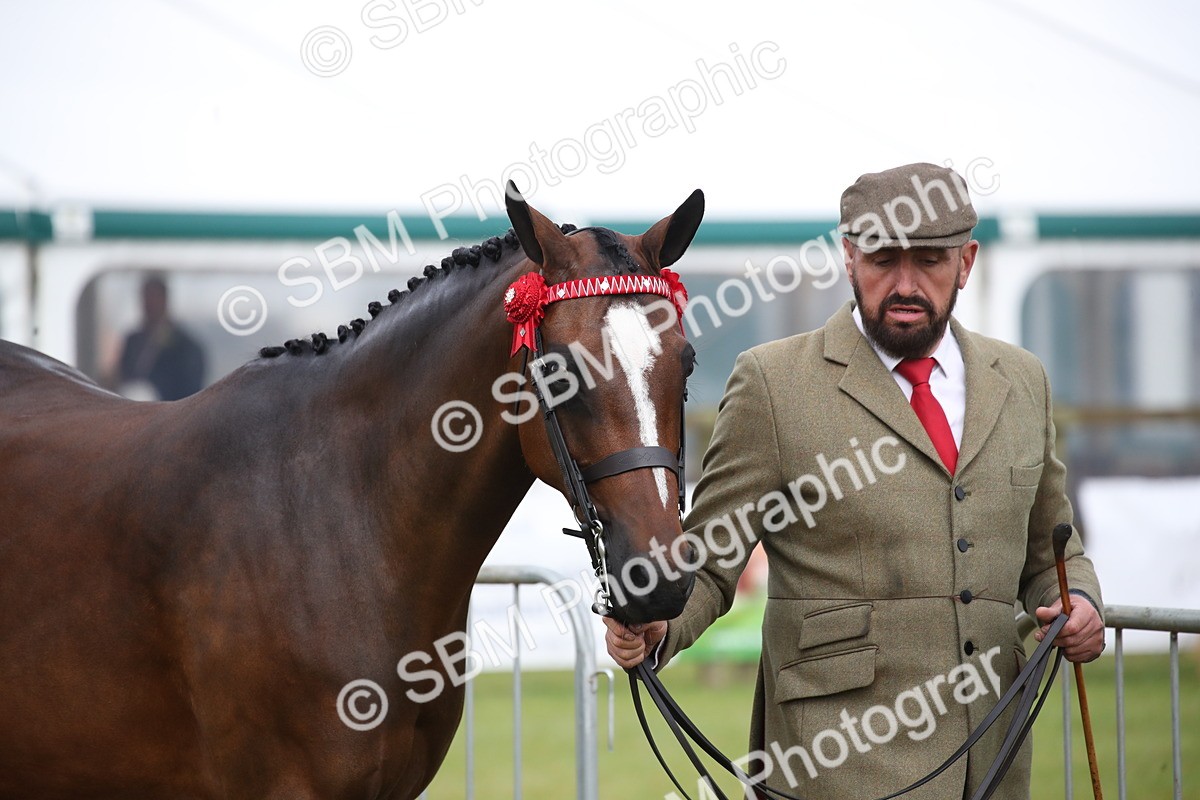 SBM_00109 - Class 17-20 - Arab & Part Bred - Anglo Arab In Hand