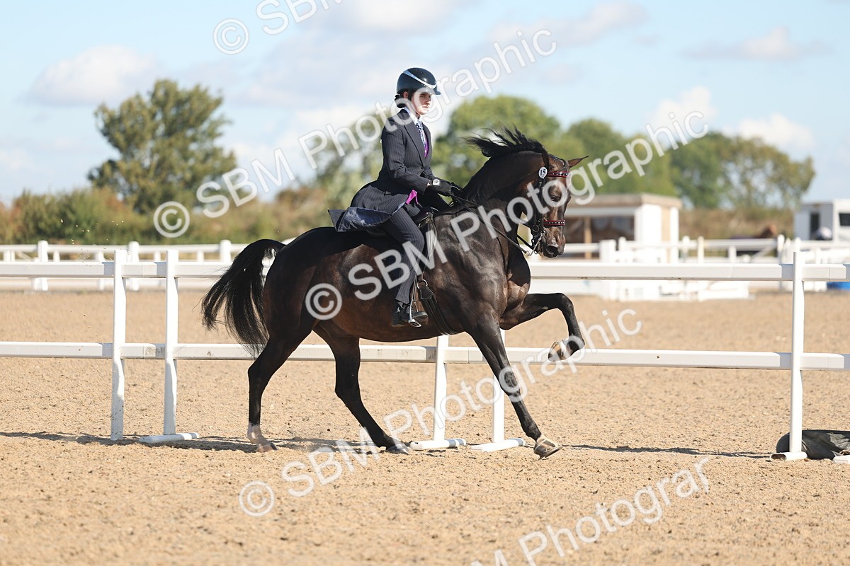 SBM_13035 - Class 305 - Ridden Foreign Breed Pure Bred