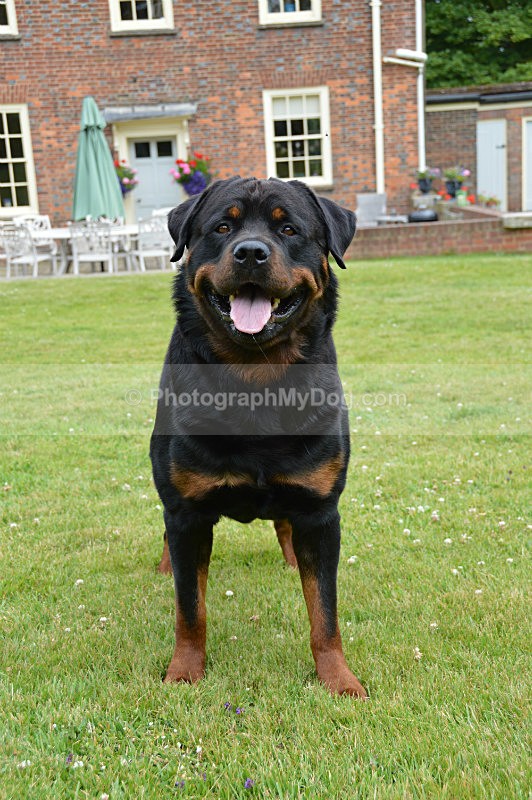  - Rottweilers