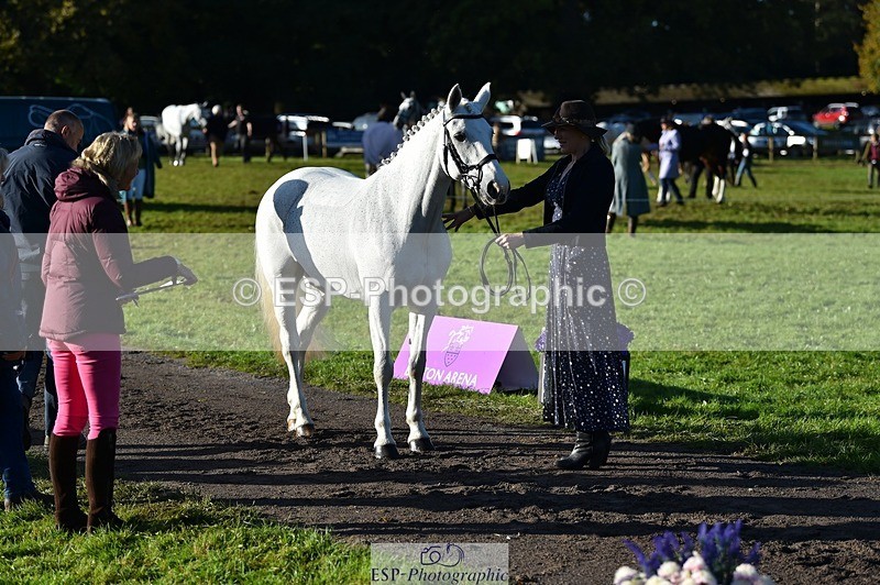 231022-095906-22160 - 403-KILLEA.LARK.GIRL-Joanna.Jones-TrotUp+SJ