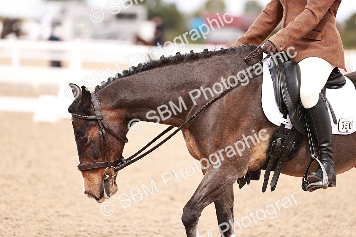 SBM_06253 - Class 37 - Novice 5