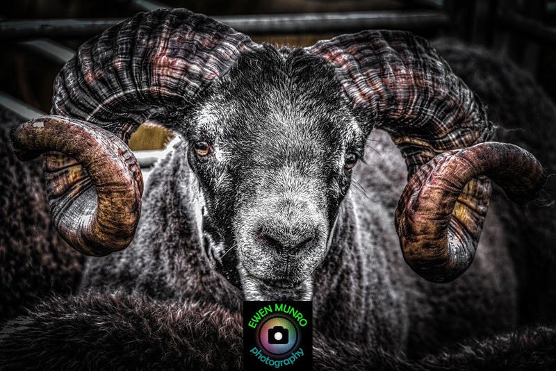 B-09-Rambunctious Ram - 'BEASTIES' of all shapes & sizes