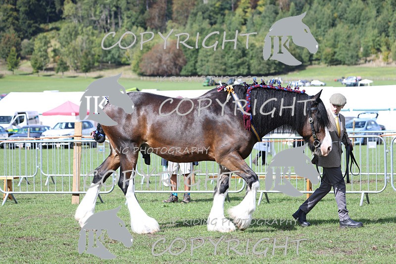 APP_3418 - Class 6 Young Handlers