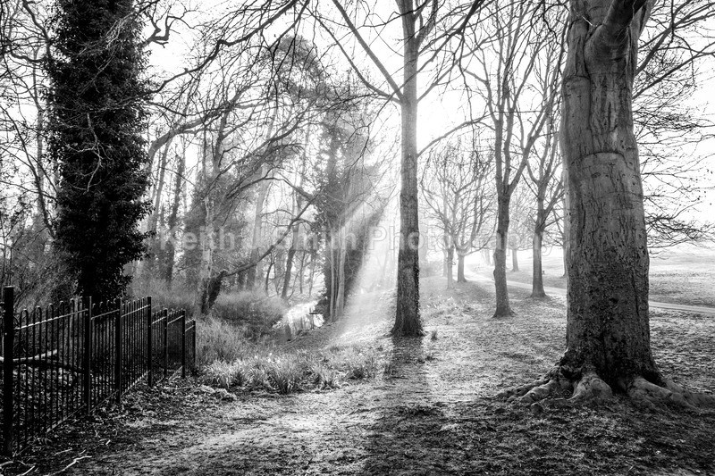 1SKJ7484 - Trees in Abington Park