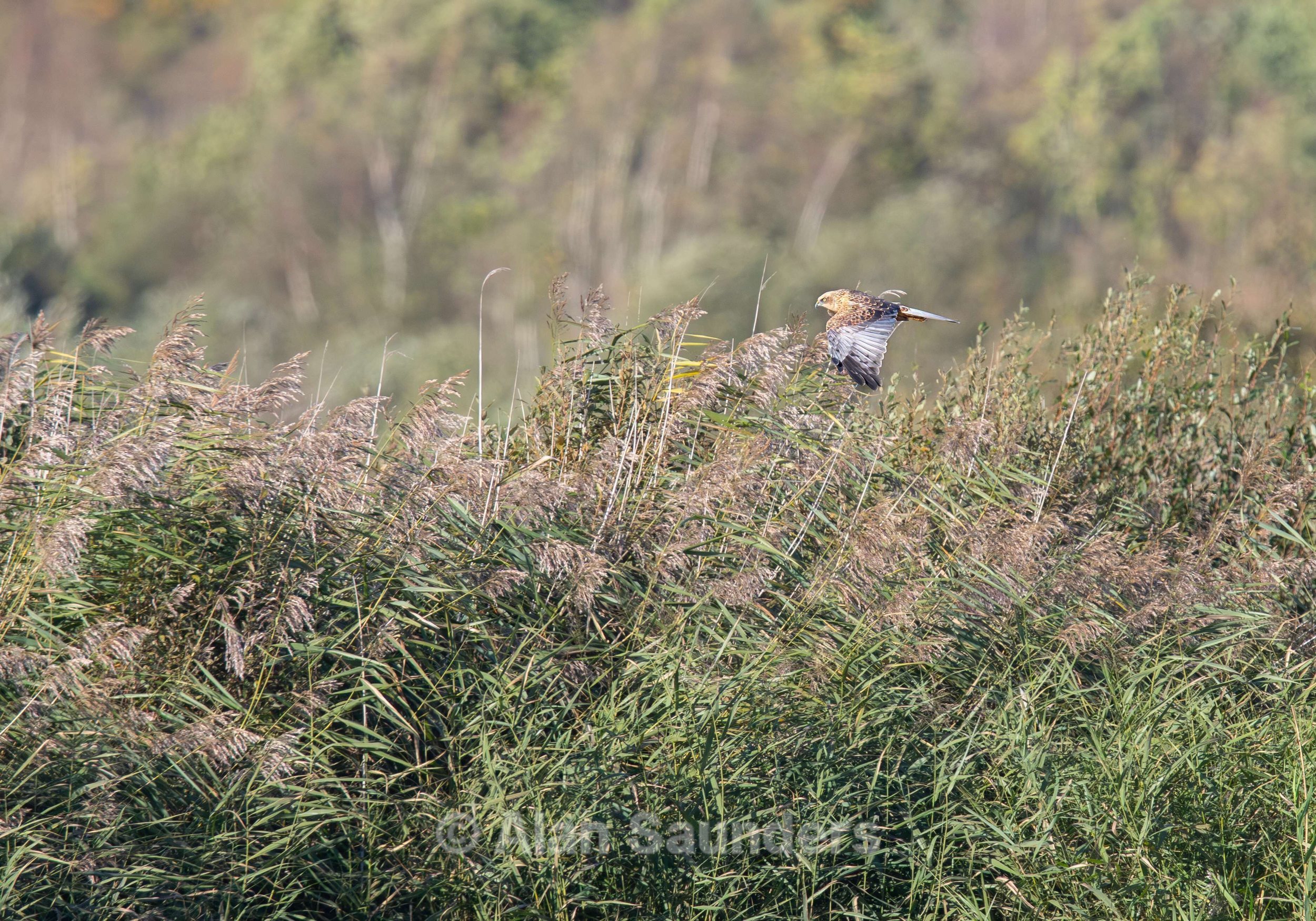 Marsh Harrier 9