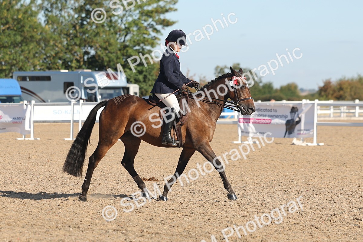 SBM_12199 - Class 303 - Ridden Pure Bred Horse Pony