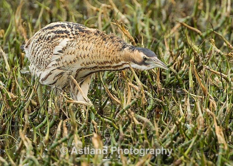 Astland Photography, Bird and Wildlife Images, Susan and Peter Wilson, U.K.