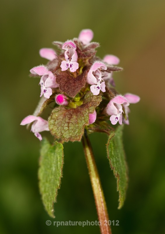 Red dead-nettle -  Lamium purpureum RPNP0661 - Flowers
