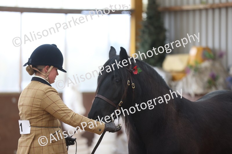 20251109-1081 - Class 29 - Geldings 4 Years and over