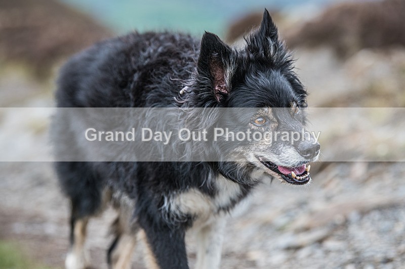 Up Hill Trial-14 - British Athletics Up Hill Only Trial Dodd Wood Keswick Friday 19th April 2024