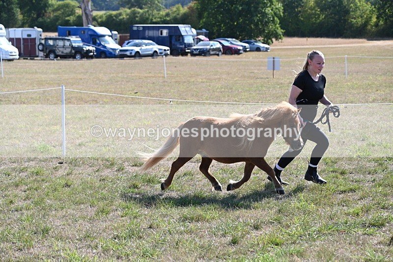 WJ6_7283 - Class 33 Rescue Pony