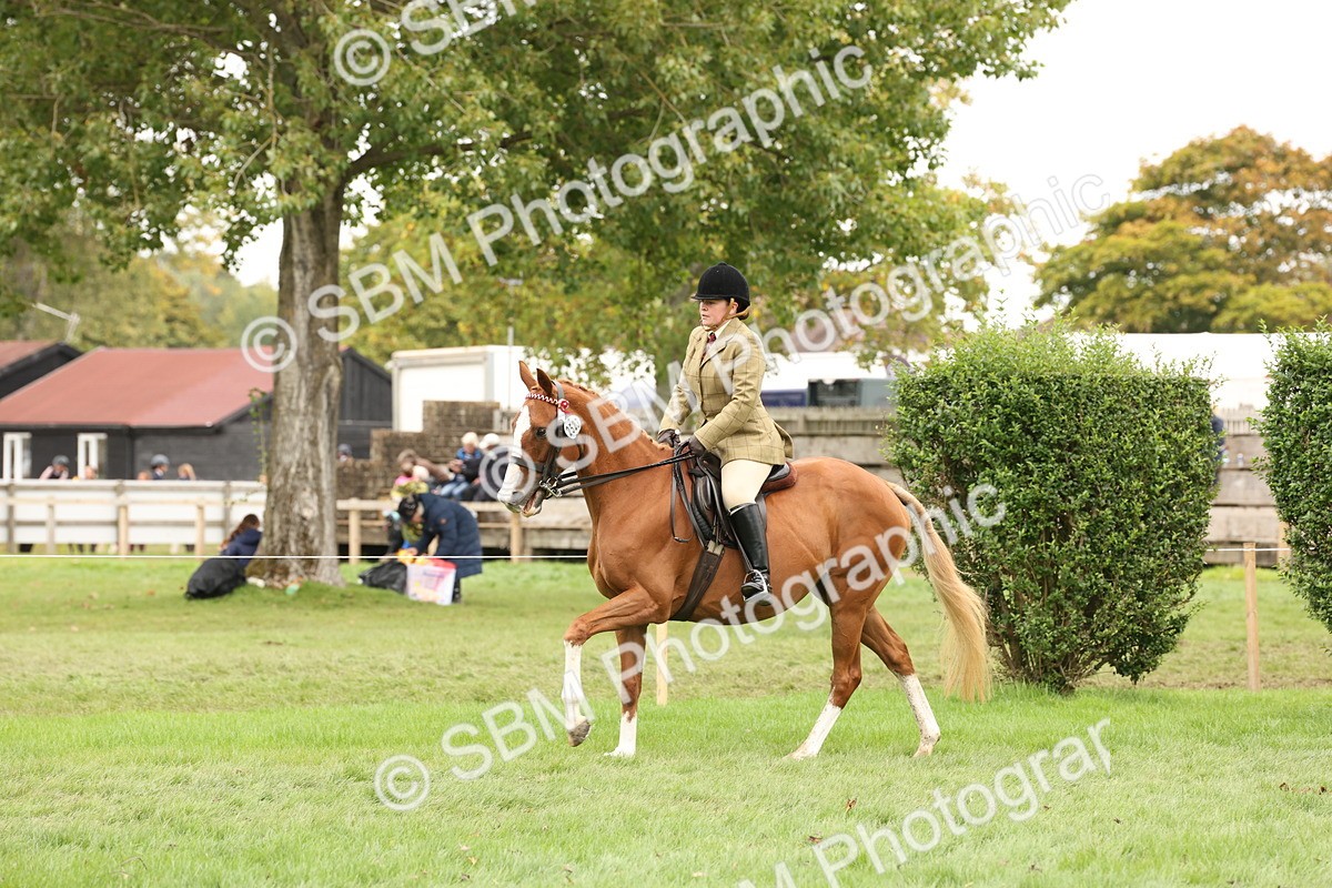 SBM_64223 - S65 - Riding Horse & Hack & Thoroughbred Ridden
