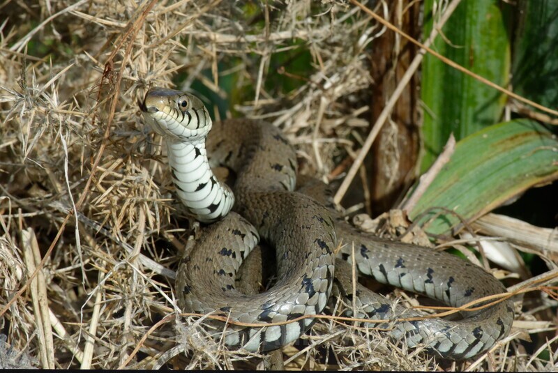 Grassnake Forked Tongue  - Reptiles & Amphibians