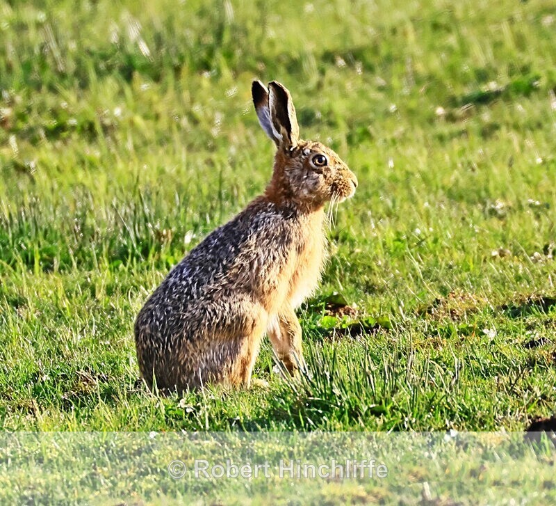 Hare - United Kingdom