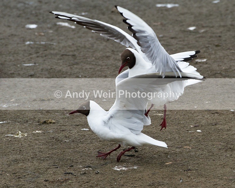 20110528-IMG_5455-428 - Gulls