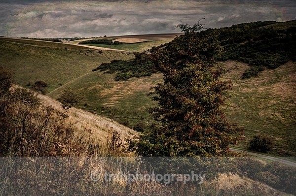 Hawthrone Berries - Yorkshire Countryside