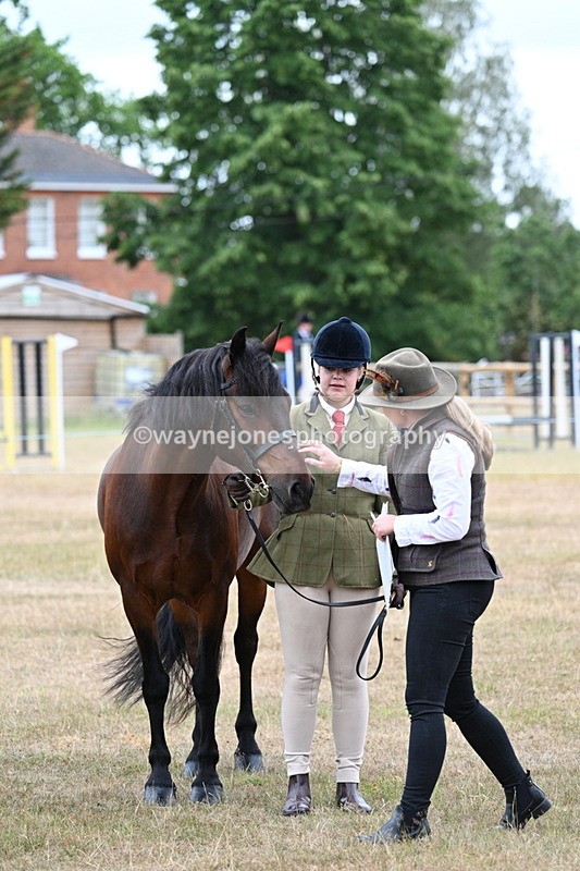 WJ7_9510 - Class 5 Most Handsome Gelding (up to 14.2hh)