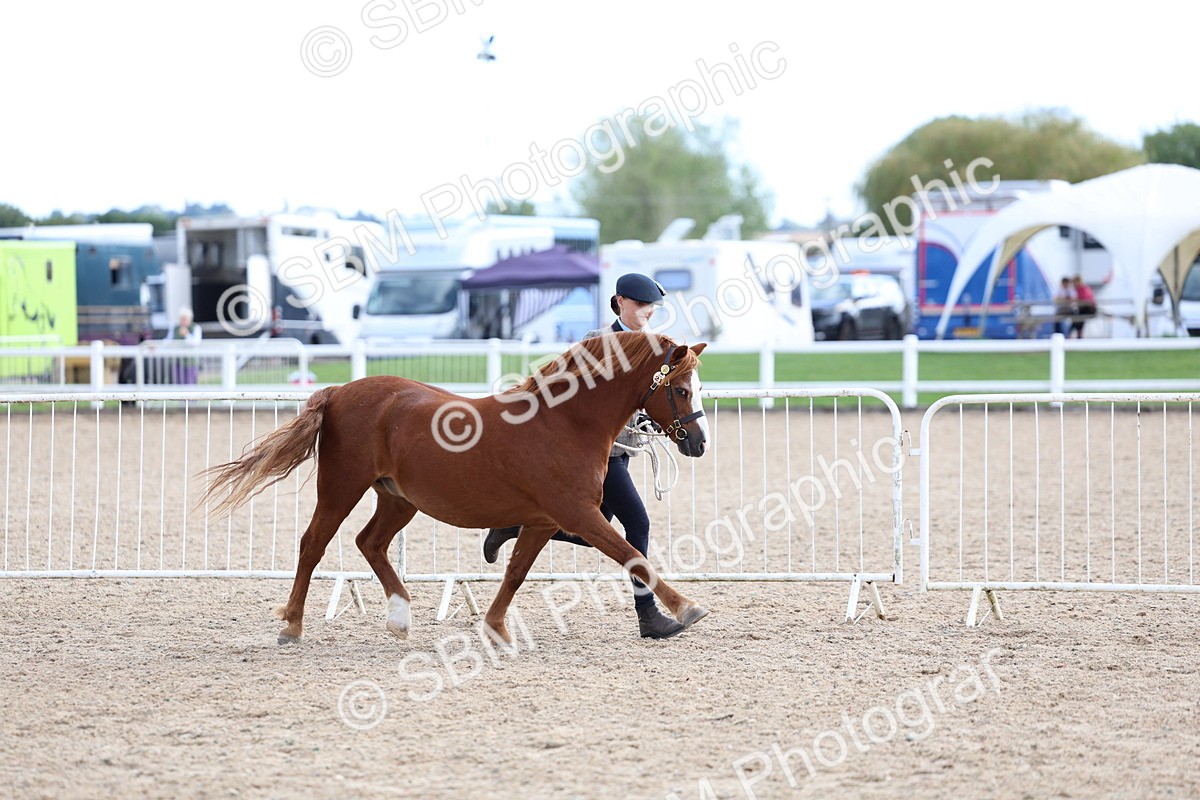 SBM_18730 - Class 317 - IH Pure Bred Horse-Pony