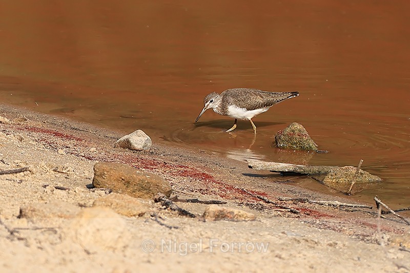 Green Sandpiper, Bandhavgarh Reserve, India - Green Sandpiper