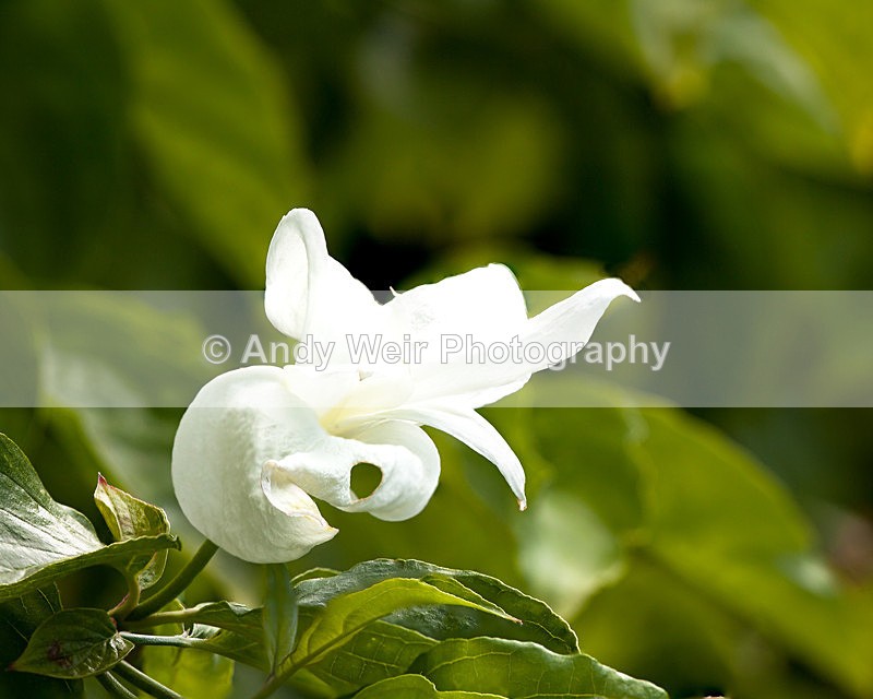 20130621-_MG_4369-2026 - Plants & Flowers
