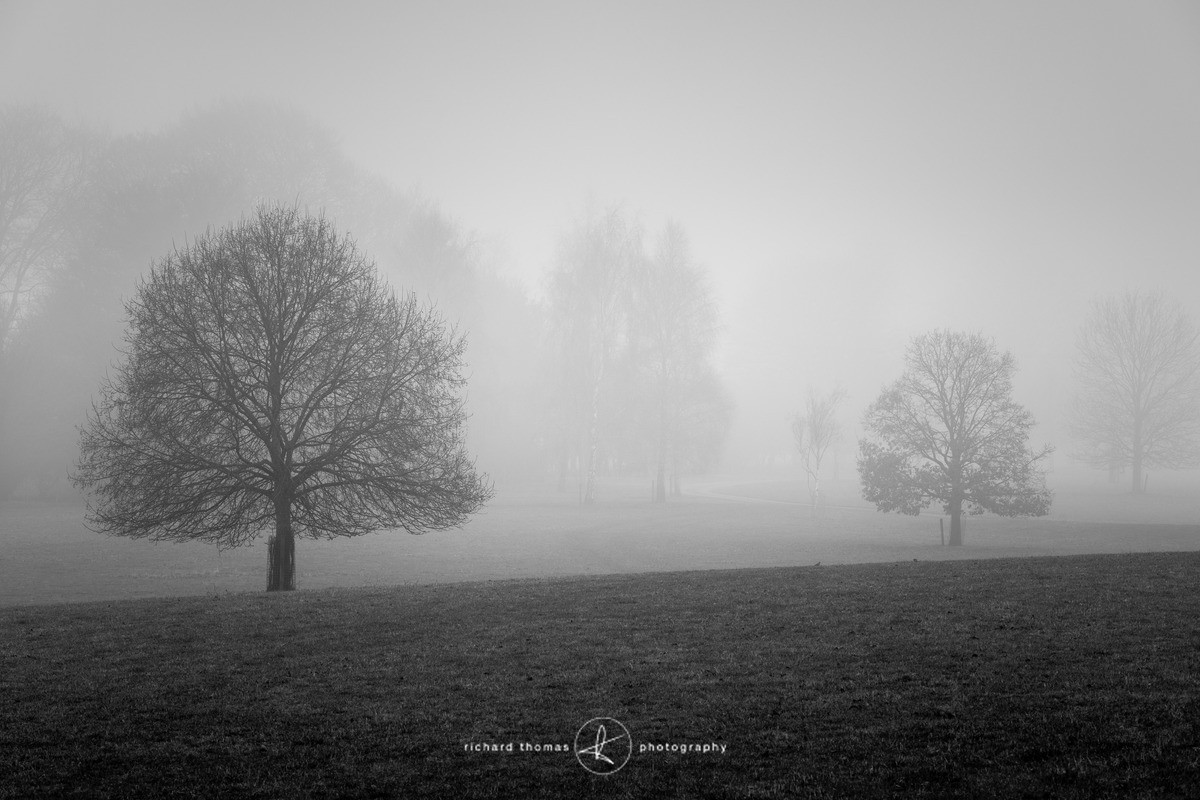 Shrouded - Mono Mist Trees