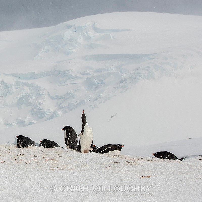  - Antartica