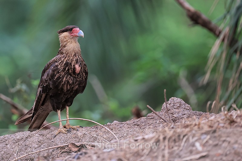 Crested Caracara, Porto Jofre, Brazil - Crested Caracara
