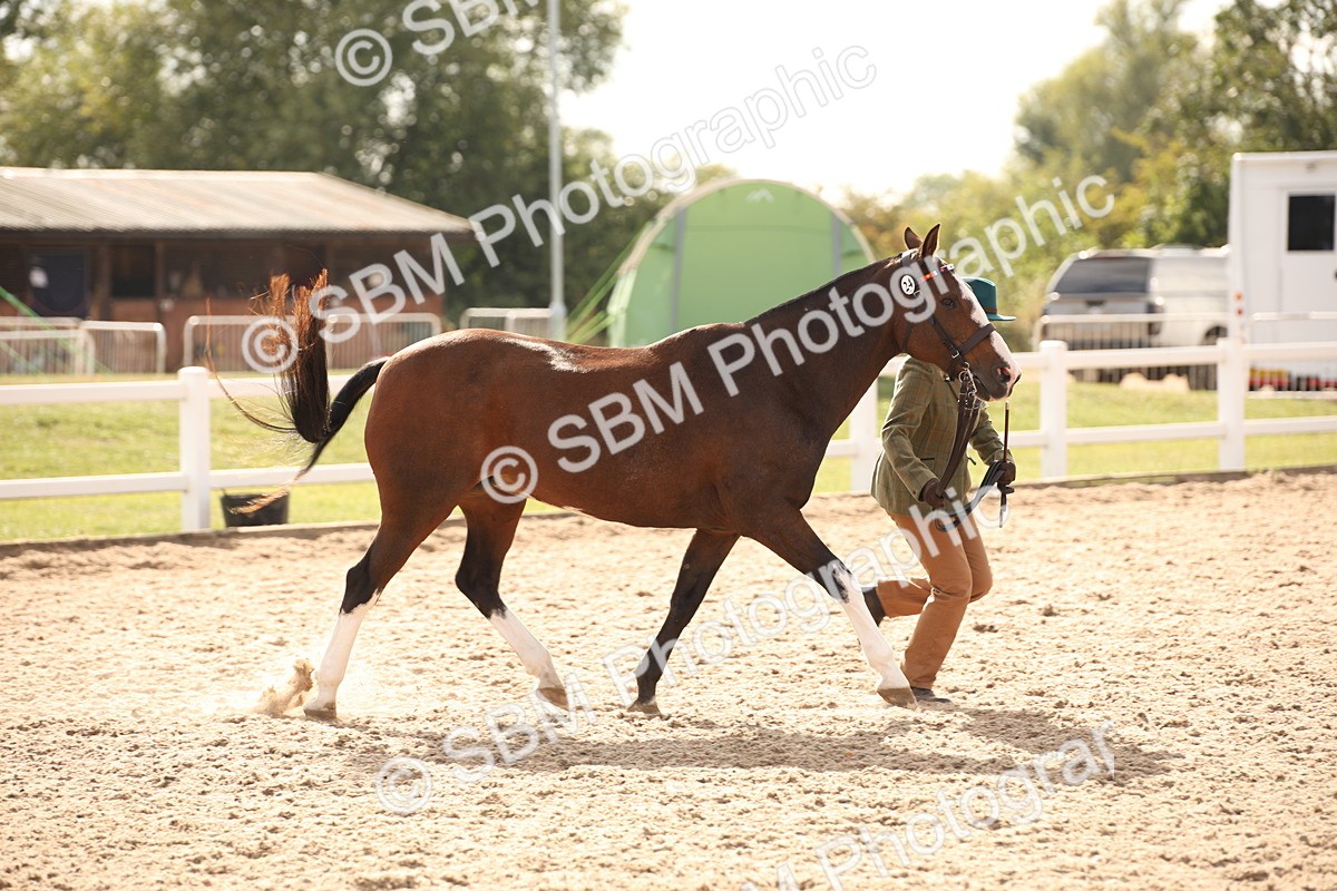 SBM_08199 - Class 27 - IH Competition Horse-Pony