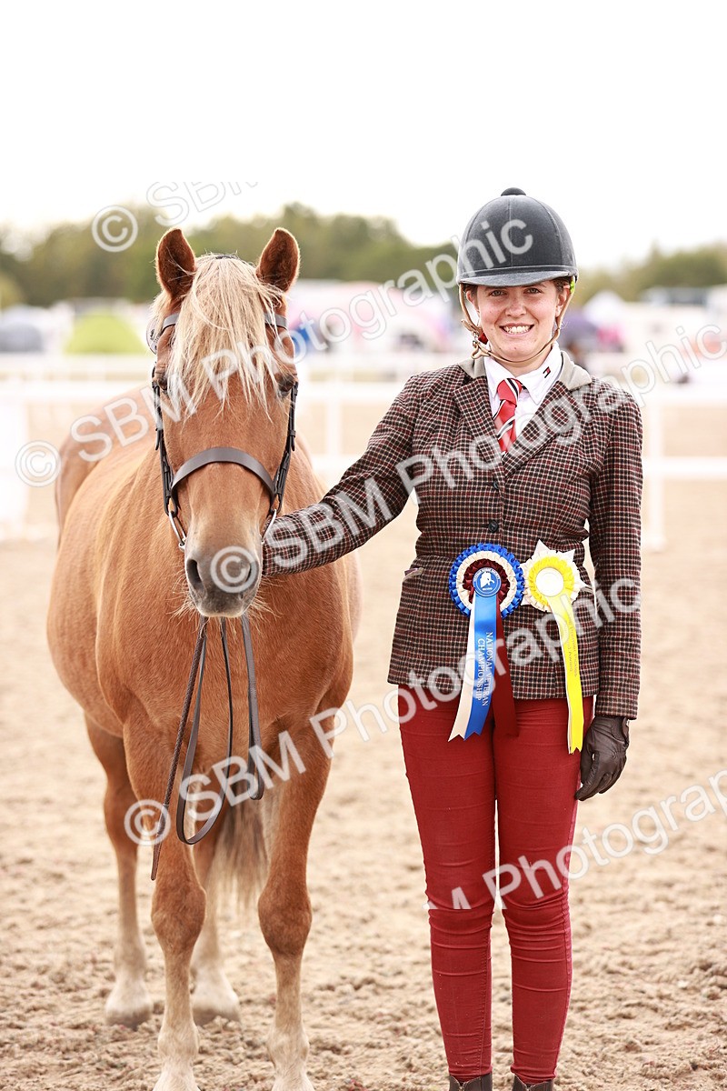 SBM_16938 - Class 415 - Horse-Pony Judge would most like to take home