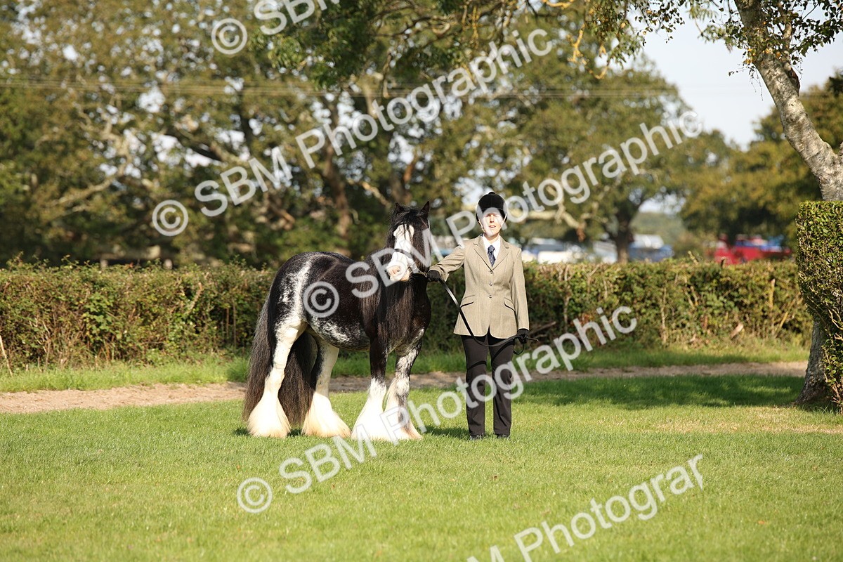SBM_62188 - S55 - Traditional Cob In Hand