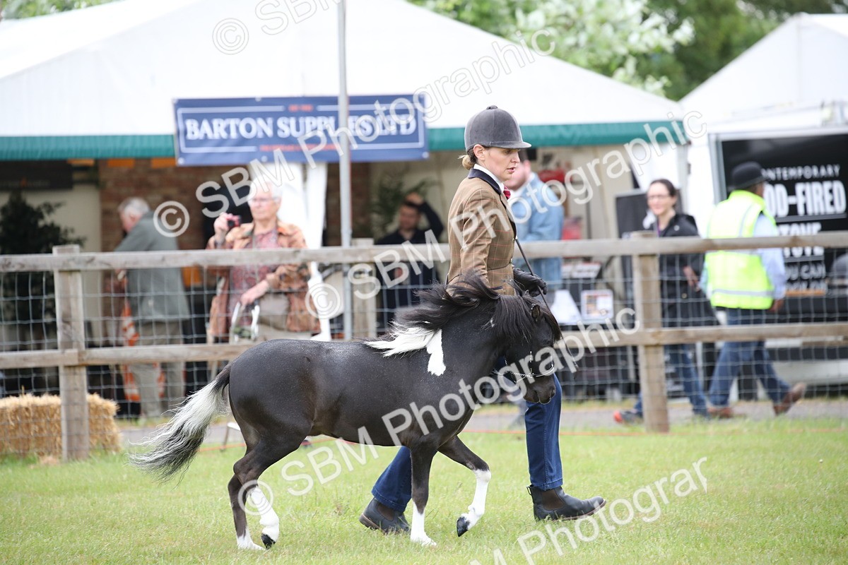 SBM_03702 - Class 23-25 - British Miniature Horse of the Year