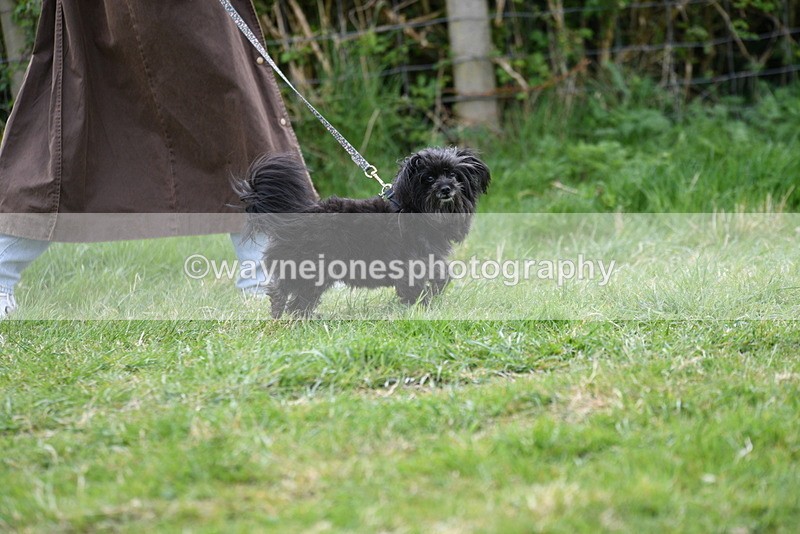 WJ5_9119 - Class 1 Best Cross Breed / Heniz 57