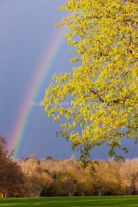 9SKJ2986 - Trees in Abington Park