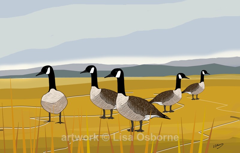 Canada Geese - DIGITAL ARTWORK