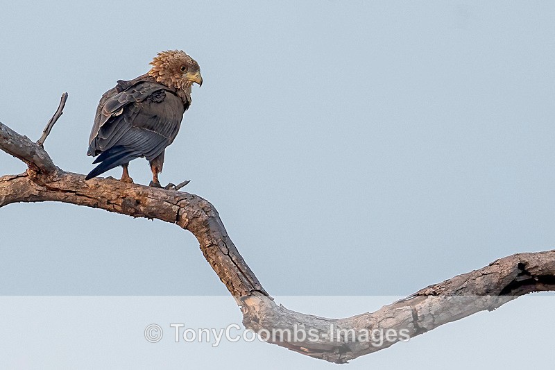 Bateleur Eagle  (juv) - Mana Pools ~ The Birds