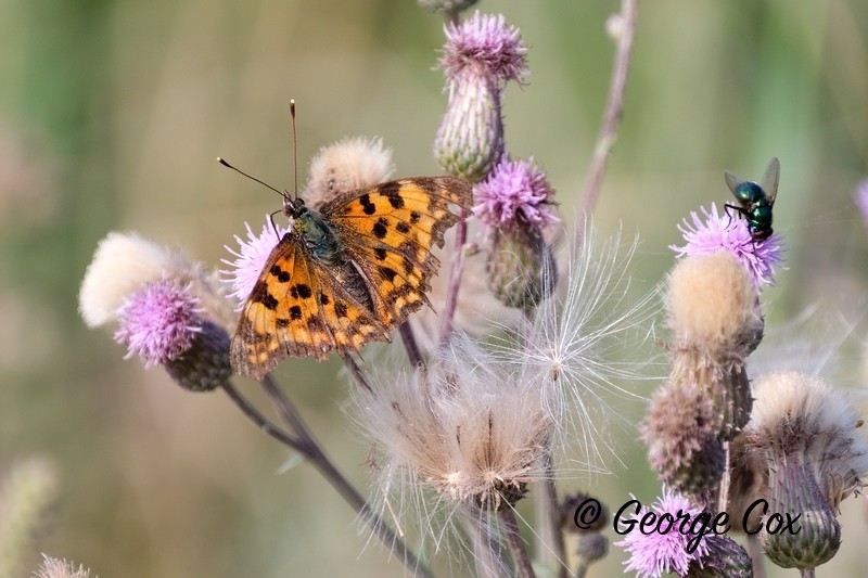 Comma - Romania
