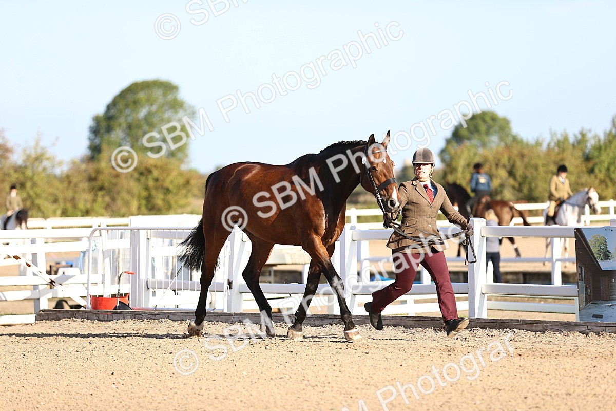 SBM_08343 - Class 401 - IH Veteran Horse