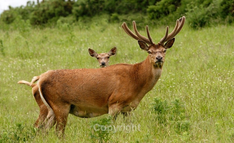 Red Deer, Louth( Captive) - Various Mammals