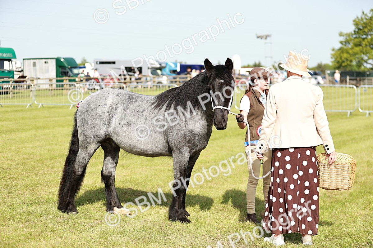 SBM_01579 - Class 14-23 - Mountain & Moorland In Hand Non Welsh