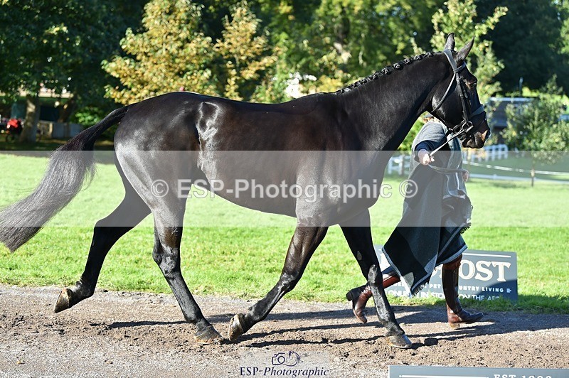 231022-105406-23575 - 448-BARATHEON-Georgina.Owen-TrotUp+SJ