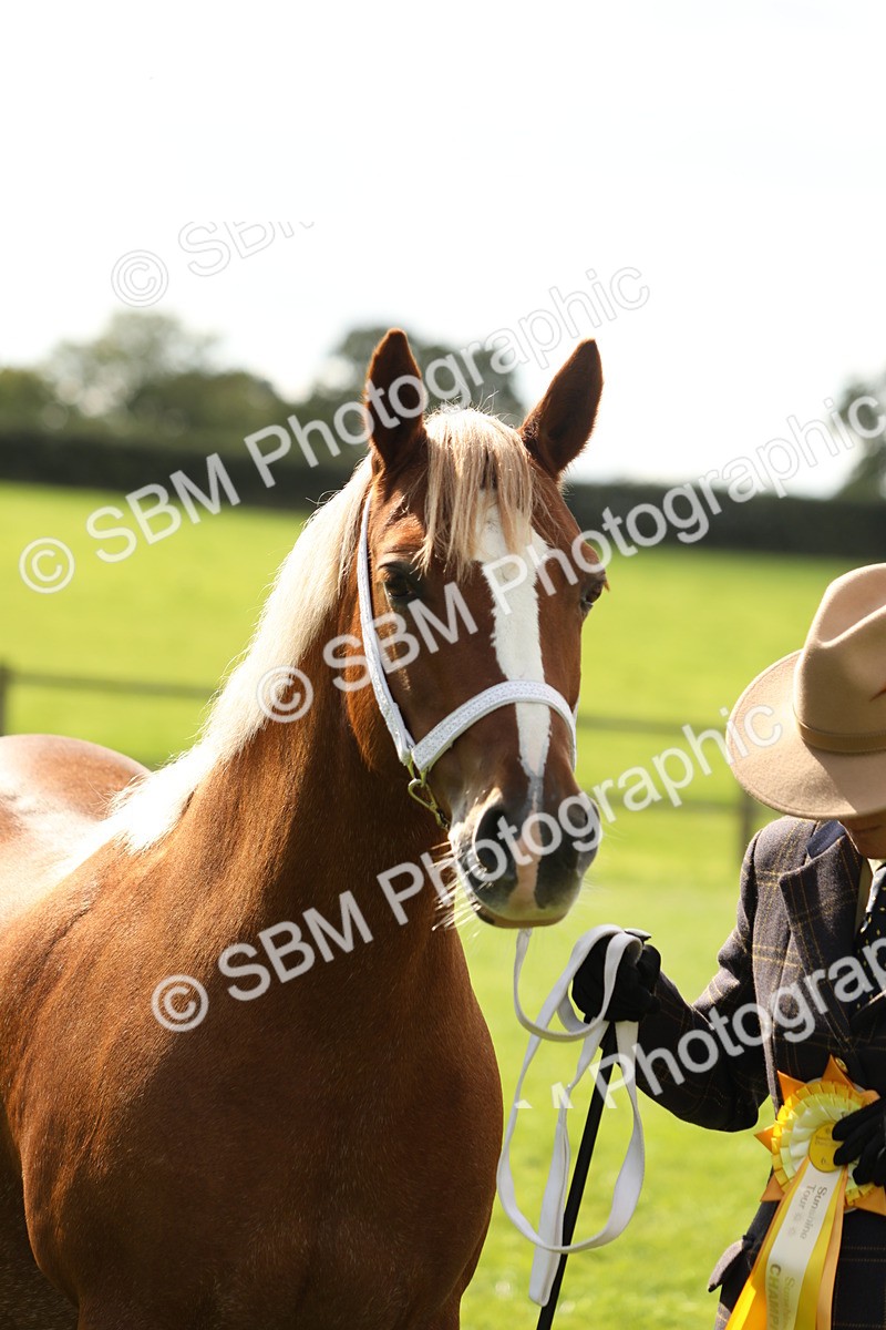 SBM_65537 - S47 - Mountain & Moorland In Hand Large Breeds