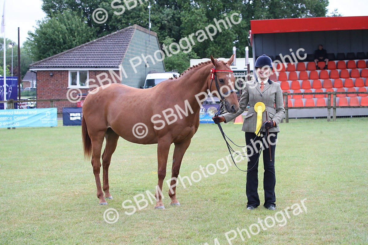 SBM_00187 - Class 17-20 - Arab & Part Bred - Anglo Arab In Hand