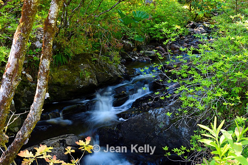 Crarae Burn - DSC_7663_00007 - Water